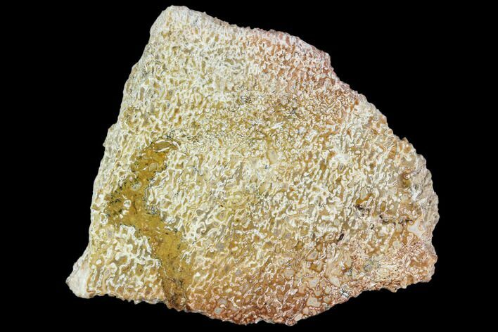 Polished Dinosaur Bone (Gembone) Section - Morocco #107156